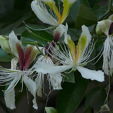 Capparis brevispina unspecified picture