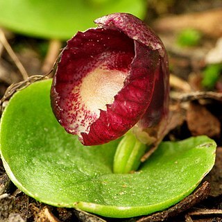 Corybas incurvus unspecified picture