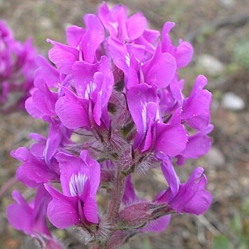 Oxytropis besseyi unspecified picture