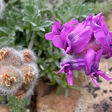 Oxytropis lagopus unspecified picture