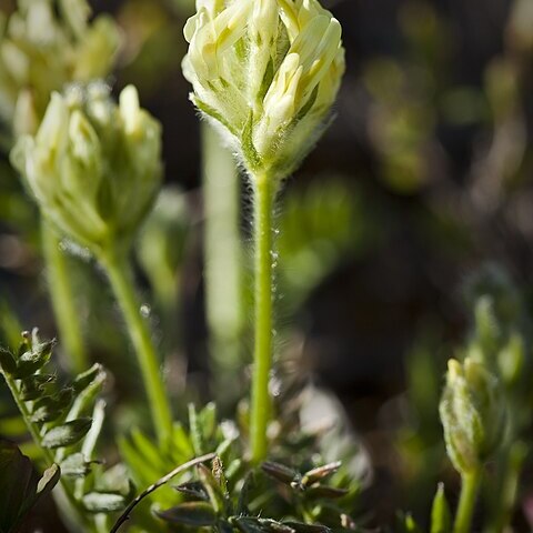 Oxytropis maydelliana unspecified picture