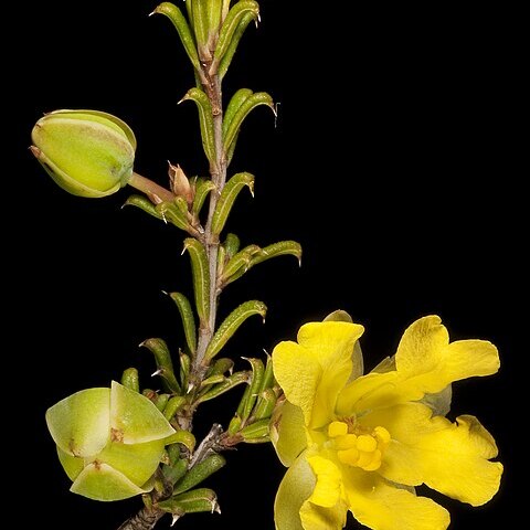 Hibbertia rostellata unspecified picture