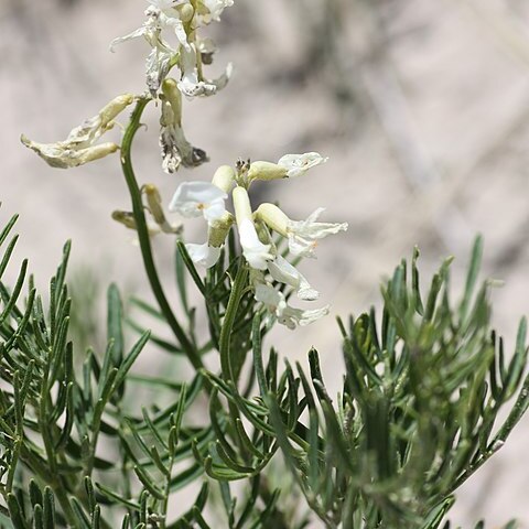 Astragalus osterhoutii unspecified picture