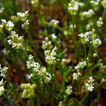 Trachymene pilosa unspecified picture