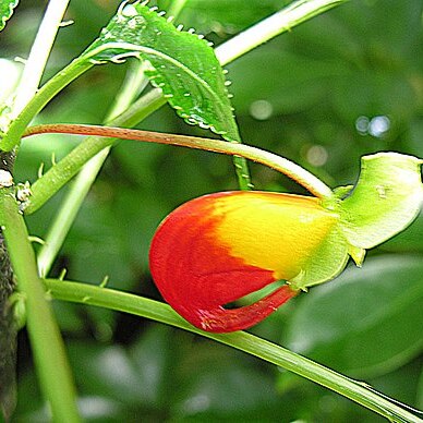 Impatiens dichroa unspecified picture