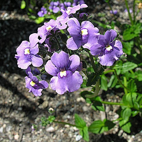 Nemesia caerulea unspecified picture