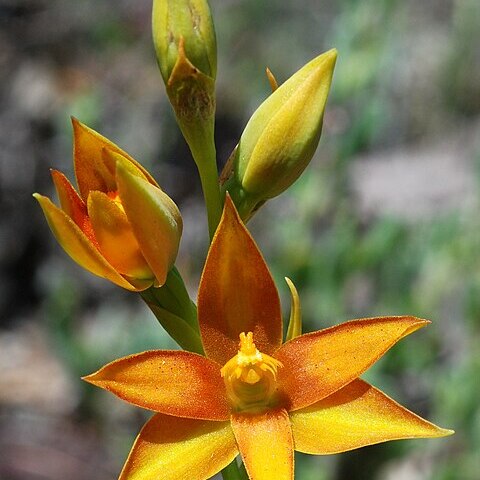 Thelymitra yorkensis unspecified picture