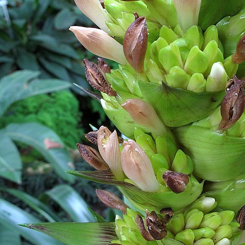 Guzmania roseiflora unspecified picture