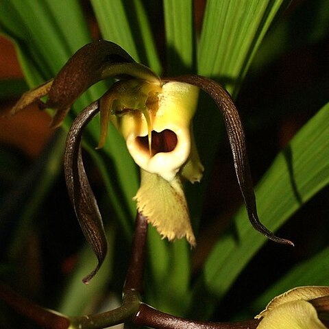 Catasetum trautmannii unspecified picture