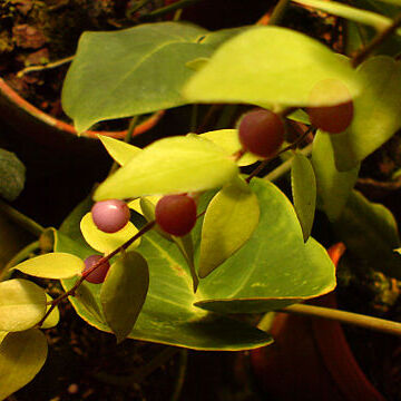 Sphyrospermum cordifolium unspecified picture