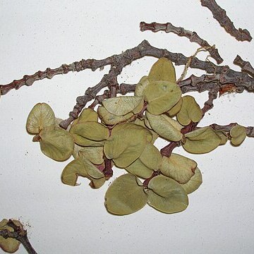 Euphorbia kuwaleana unspecified picture