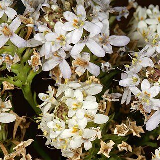 Pseudoselago gracilis unspecified picture