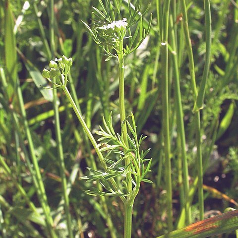 Bifora testiculata unspecified picture