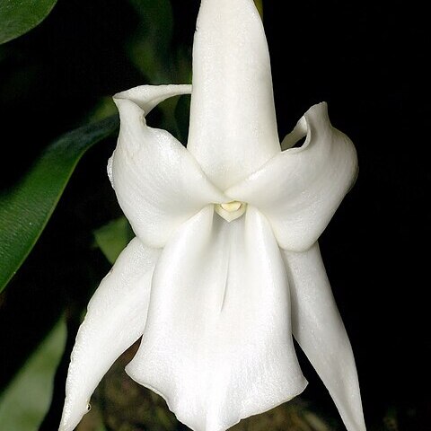 Angraecum magdalenae unspecified picture