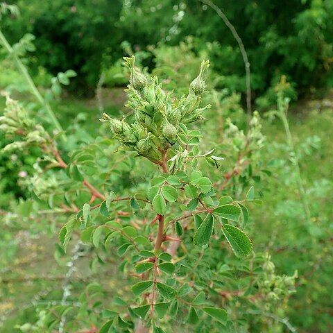 Rosa forrestiana unspecified picture