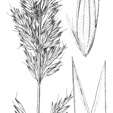 Calamagrostis tweedyi unspecified picture