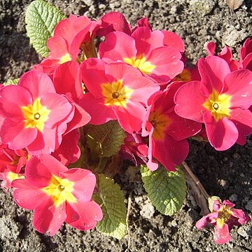 Primula malacoides unspecified picture