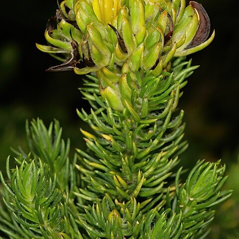 Aspalathus capitata unspecified picture