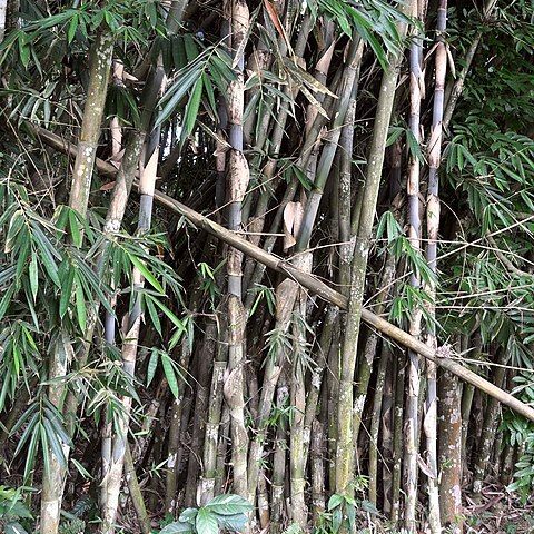 Gigantochloa apus unspecified picture