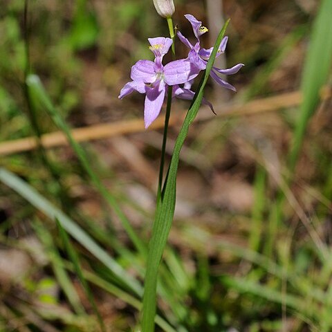 Calopogon oklahomensis unspecified picture