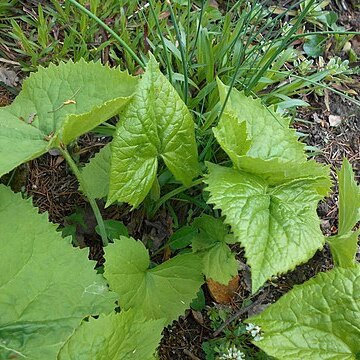 Caucasalia macrophylla unspecified picture