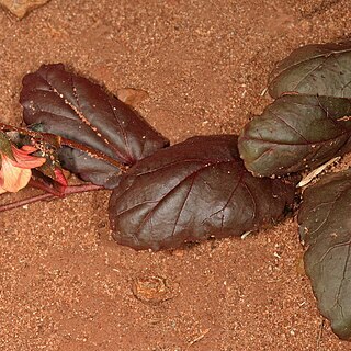 Hermannia depressa unspecified picture