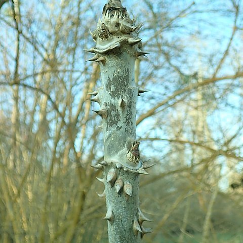 Aralia stipulata unspecified picture