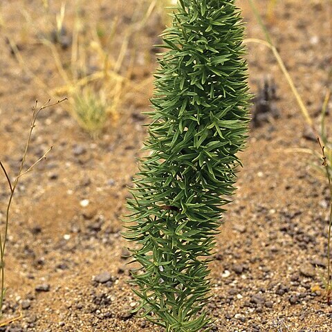 Asparagus juniperoides unspecified picture