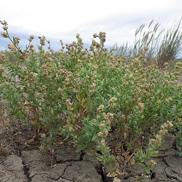 Atriplex suckleyi unspecified picture