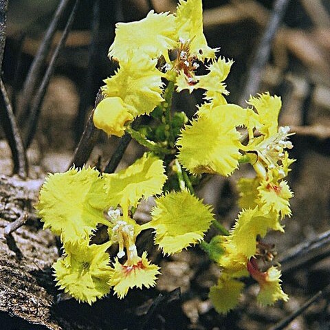 Diplopterys lutea unspecified picture