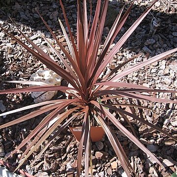 Cordyline unspecified picture