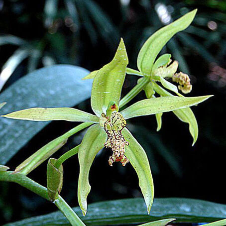 Coelogyne verrucosa unspecified picture