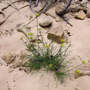 Cymopterus beckii unspecified picture