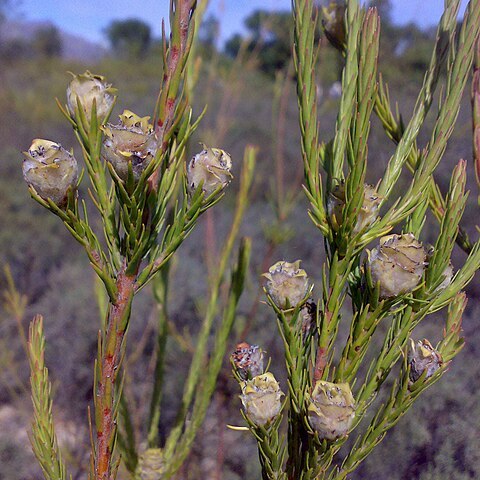 Leucadendron corymbosum unspecified picture