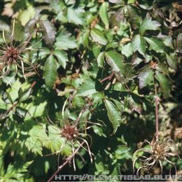 Clematis tsugetorum unspecified picture