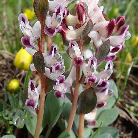 Corydalis ledebouriana unspecified picture