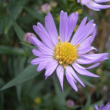 Symphyotrichum unspecified picture