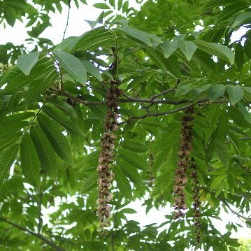 Pterocarya unspecified picture