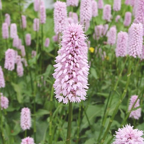 Persicaria bistorta unspecified picture