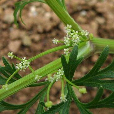 Apiastrum angustifolium unspecified picture