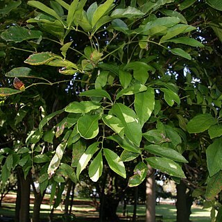 Carnarvonia araliifolia unspecified picture