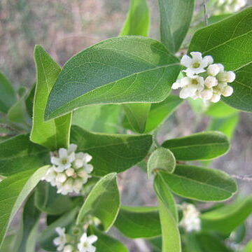 Citharexylum berlandieri unspecified picture