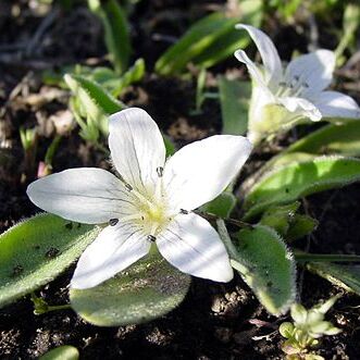 Hesperochiron californicus unspecified picture