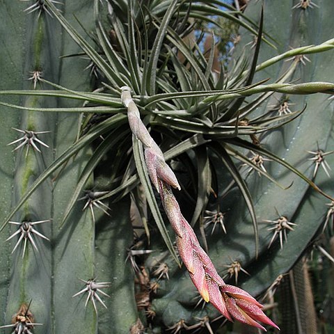 Tillandsia rauschii unspecified picture