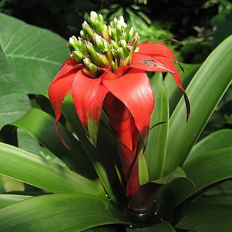 Guzmania eduardi unspecified picture