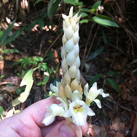 Alpinia oxymitra unspecified picture