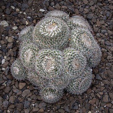 Mammillaria parkinsonii unspecified picture