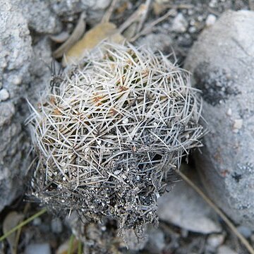 Mammillaria napina unspecified picture