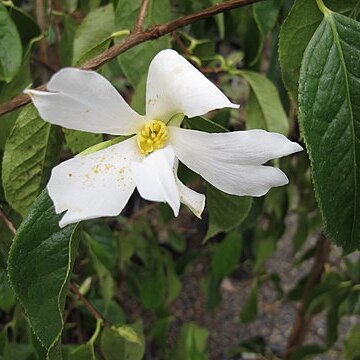 Camellia grijsii unspecified picture