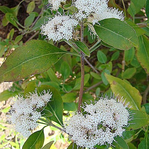 Ageratina fastigiata unspecified picture